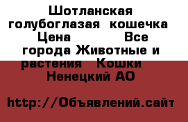 Шотланская голубоглазая  кошечка › Цена ­ 5 000 - Все города Животные и растения » Кошки   . Ненецкий АО